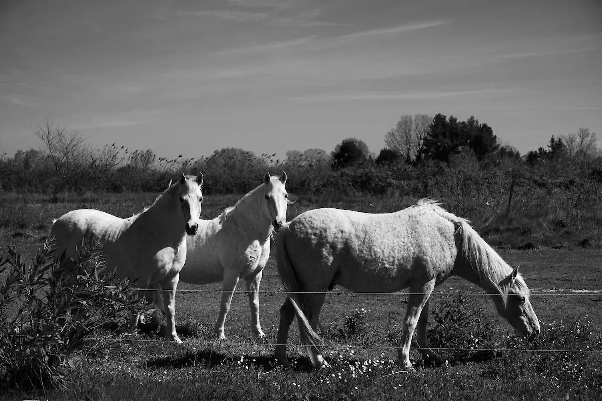 Un Cabanon En Camargue Villa Arles 0*,  France
